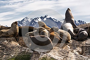 Sea lions on isla in beagle channel near Ushuaia