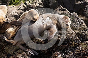 Sea lions on isla in beagle channel near Ushuaia Argentina