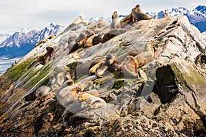 Sea lions on isla in beagle channel near Ushuaia Argentina