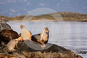 Sea lions on isla in beagle channel near Ushuaia Argentina