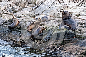Sea Lions island - Beagle Channel, Ushuaia, Argentina