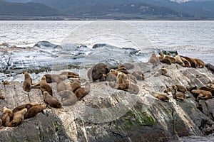 Sea Lions island - Beagle Channel, Ushuaia, Argentina