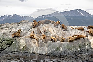 Sea Lions island - Beagle Channel, Ushuaia, Argentina