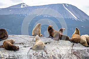 Sea Lions island - Beagle Channel, Ushuaia, Argentina