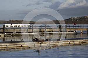 Sea Lions on a jetty in Falkland Islands.
