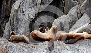 Sea Lions in the Kenai Fjords National Park, Alaska