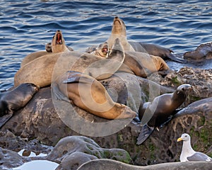 Sea lions, La Jolla, CA