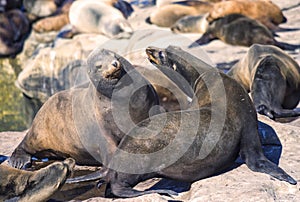 Sea Lions, La Jolla, California