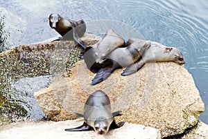 Sea Lions Laying On Rocks Monterey Bay California