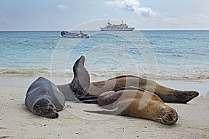 Sea Lions laze on a Galapagos beach in Sight of Dinghy and Cruise Ship