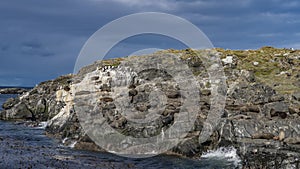 Sea lions lie and rest on a rocky island in the Beagle Channel. photo