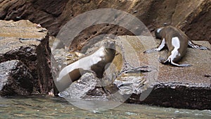 Sea lions lying on a rock