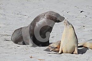 Sea Lions. A male and a female kissing on the beach