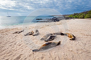 Sea lions on Mann beach San Cristobal, Galapagos Islands photo