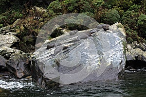 Sea lions at Milford Sound