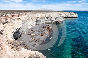 Sea lions near Puerto Madryn, Argentina