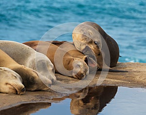 Sea Lions by the Ocean