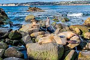 Sea Lions on the Pacific Ocean Coastline in California