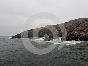 Sea lions on Palamino Island Lima Peru South America
