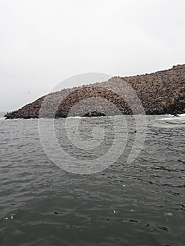 Sea lions on Palamino Island Lima Peru South America