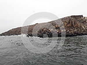 Sea lions on Palamino Island Lima Peru South America