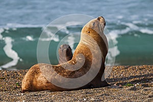 Sea Lions photo