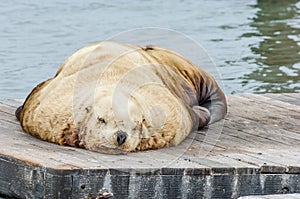 Sea lions on Pier 39