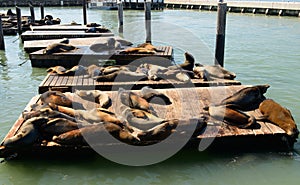 Sea lions at Pier 39