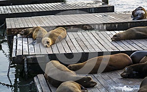 Sea Lions on Pier 39 in Fishermans Wharf, San Francisco