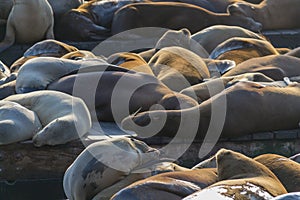 Sea lions at Pier 39 in San Francisco