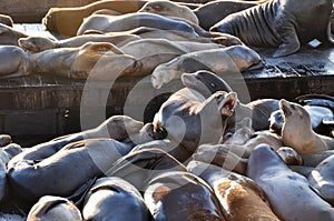 Sea lions at Pier 39, San Francisco, California, USA