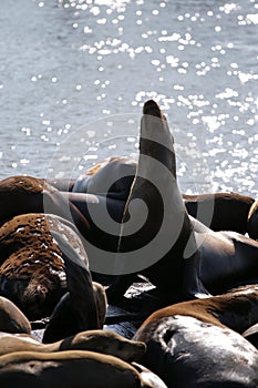 Sea lions at Pier 39, San Francisco, USA