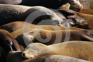 Sea lions at Pier 39, San Francisco, USA