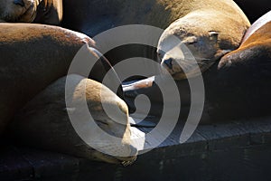 Sea lions at Pier 39, San Francisco, USA