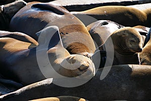 Sea lions at Pier 39, San Francisco, USA