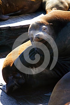 Sea lions at Pier 39, San Francisco, USA