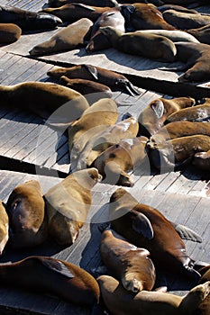 Sea lions at Pier 39, San Francisco, USA