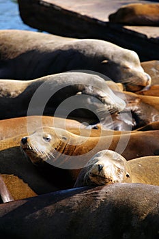 Sea lions at Pier 39, San Francisco, USA