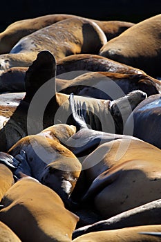 Sea lions at Pier 39, San Francisco, USA