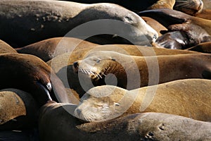 Sea lions at Pier 39, San Francisco, USA