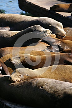 Sea lions at Pier 39, San Francisco, USA