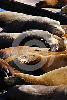 Sea lions at Pier 39, San Francisco, USA