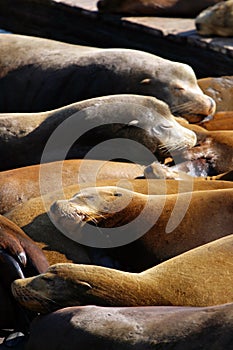 Sea lions at Pier 39, San Francisco, USA