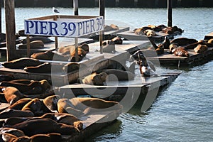 Sea Lions at Pier 39, San Franscisco