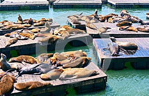 Sea lions at Pier 39 in San Francisco, California