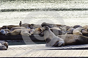 Sea lions, Pier 39, San Francisco, California