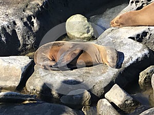 Sea lions sleeping on a rocky shore photo
