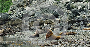 Sea lions play and rest in the sea or among the rocks on the beach.