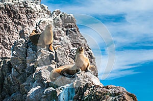 Sea Lions in Puerto Deseado, Patagonia, Argentina