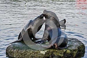 Sea lions in Puerto Montt, Chile photo